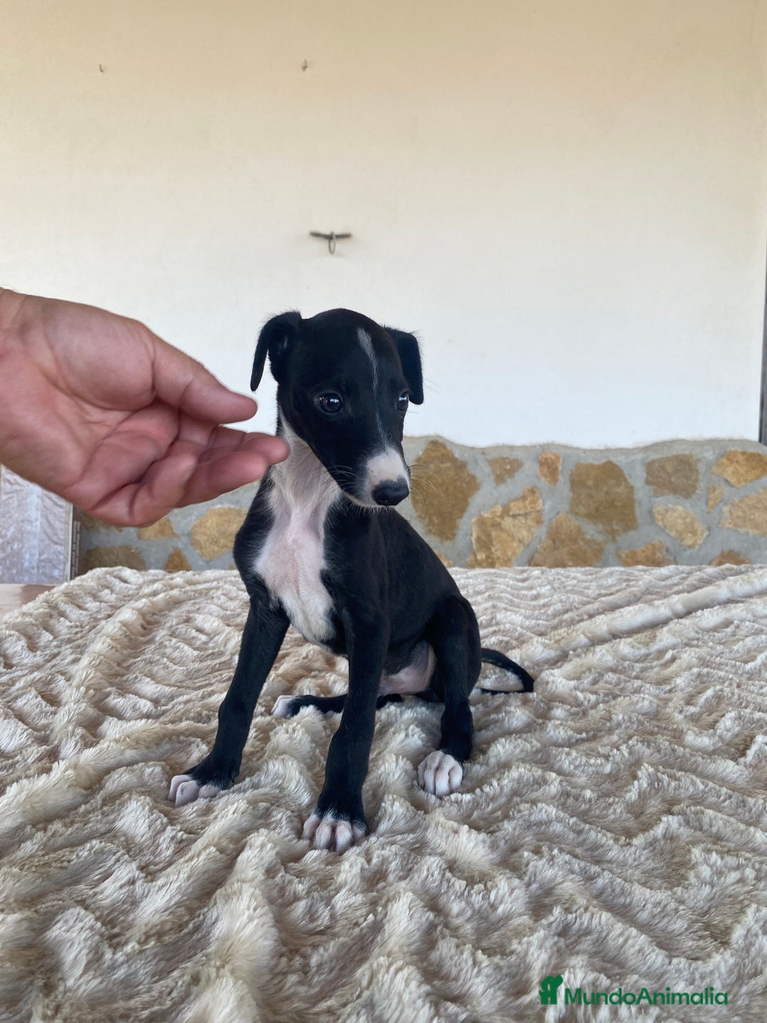 Galgo Español perros en venta: Galgo español machos - Imagen 4