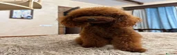 Caniche Toy perros en venta: Caniche toy 75% asiatico  - Anuncio 2