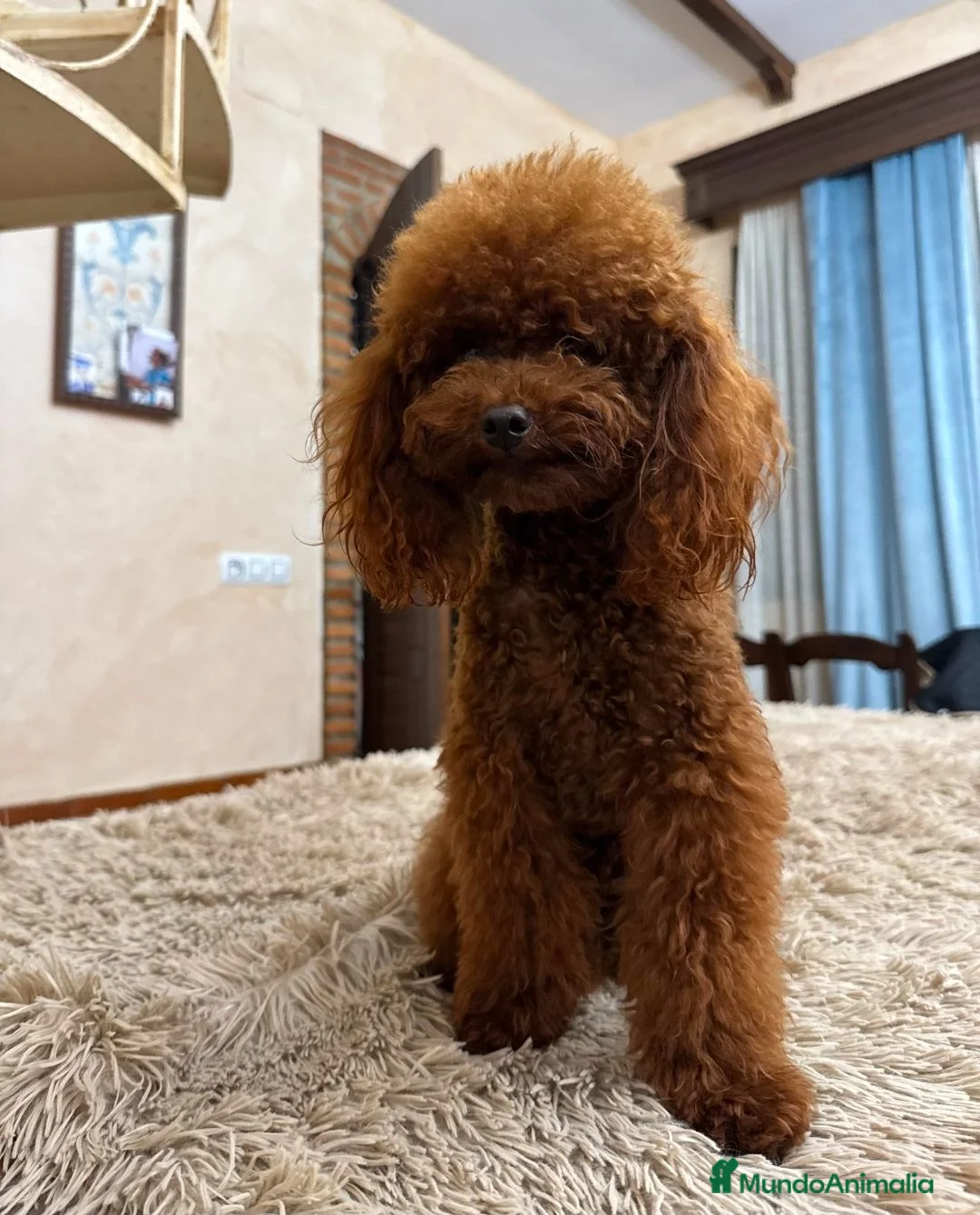 Caniche Toy perros en venta: Caniche toy 75% asiatico  - Anuncio 2