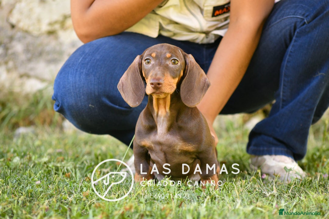 Teckel perros en venta: Teckel 🌭 Pequeños de patas, grandes de alma en Burgos - Imagen 1