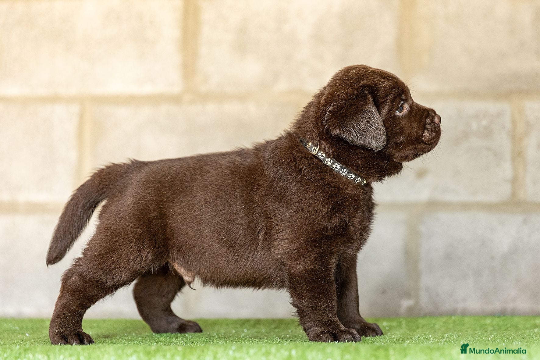 Labrador Retriever perros LABRADOR CHOCOLATE DISPONIBLE - Anuncio 1