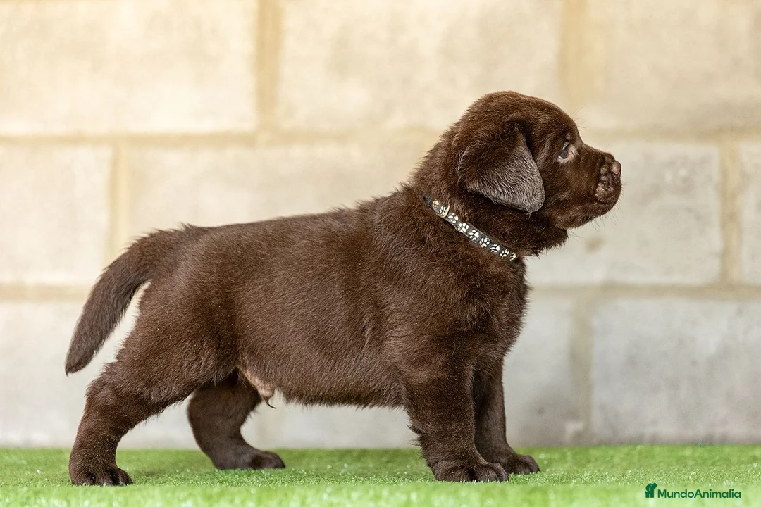 Labrador Retriever perros en venta: LABRADOR CHOCOLATE DISPONIBLE - Anuncio 1