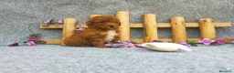 Caniche Toy perros en venta: PRECIOSOS CANICHE  ROJO LINEA TOY  - Anuncio 20