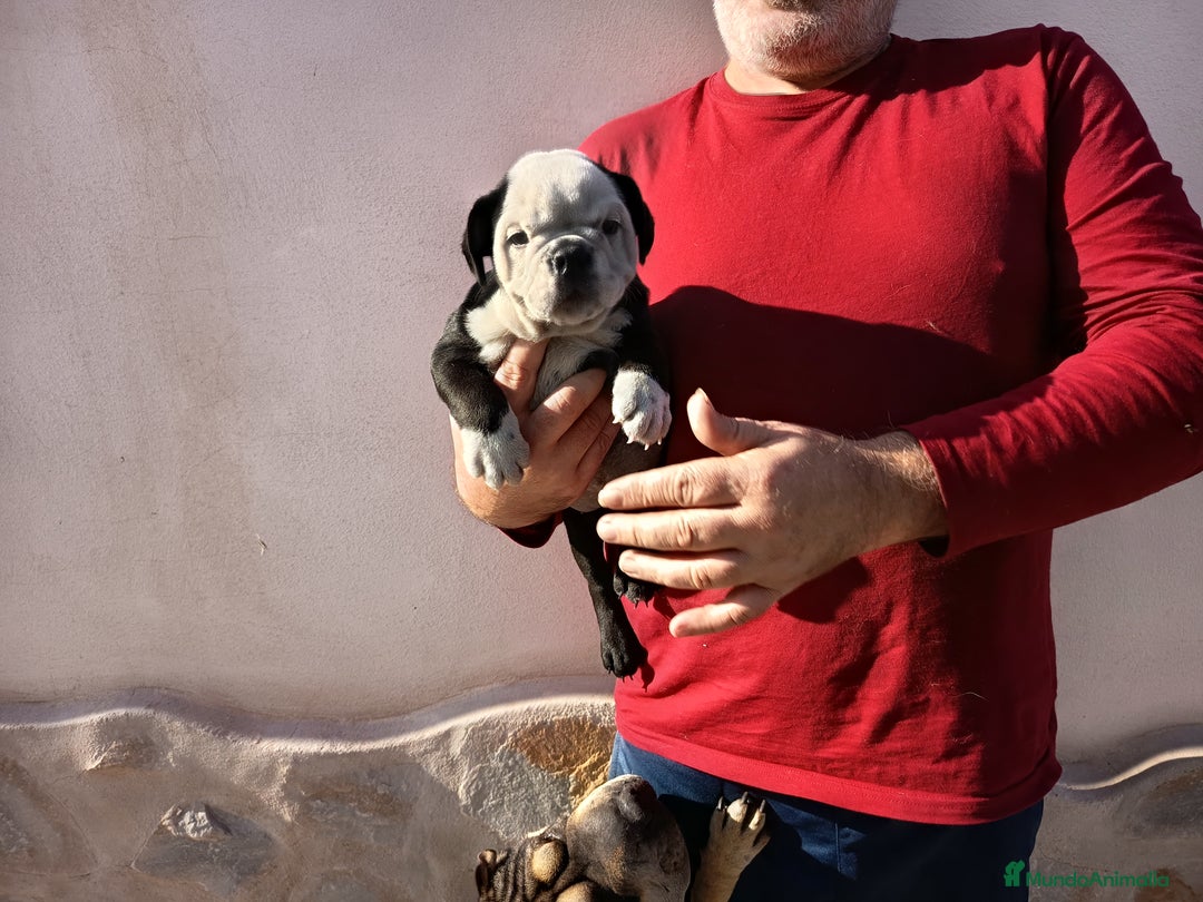 Bulldog Inglés perros en venta: Bulldog ingles preciosa 💎🐾 - Imagen 2