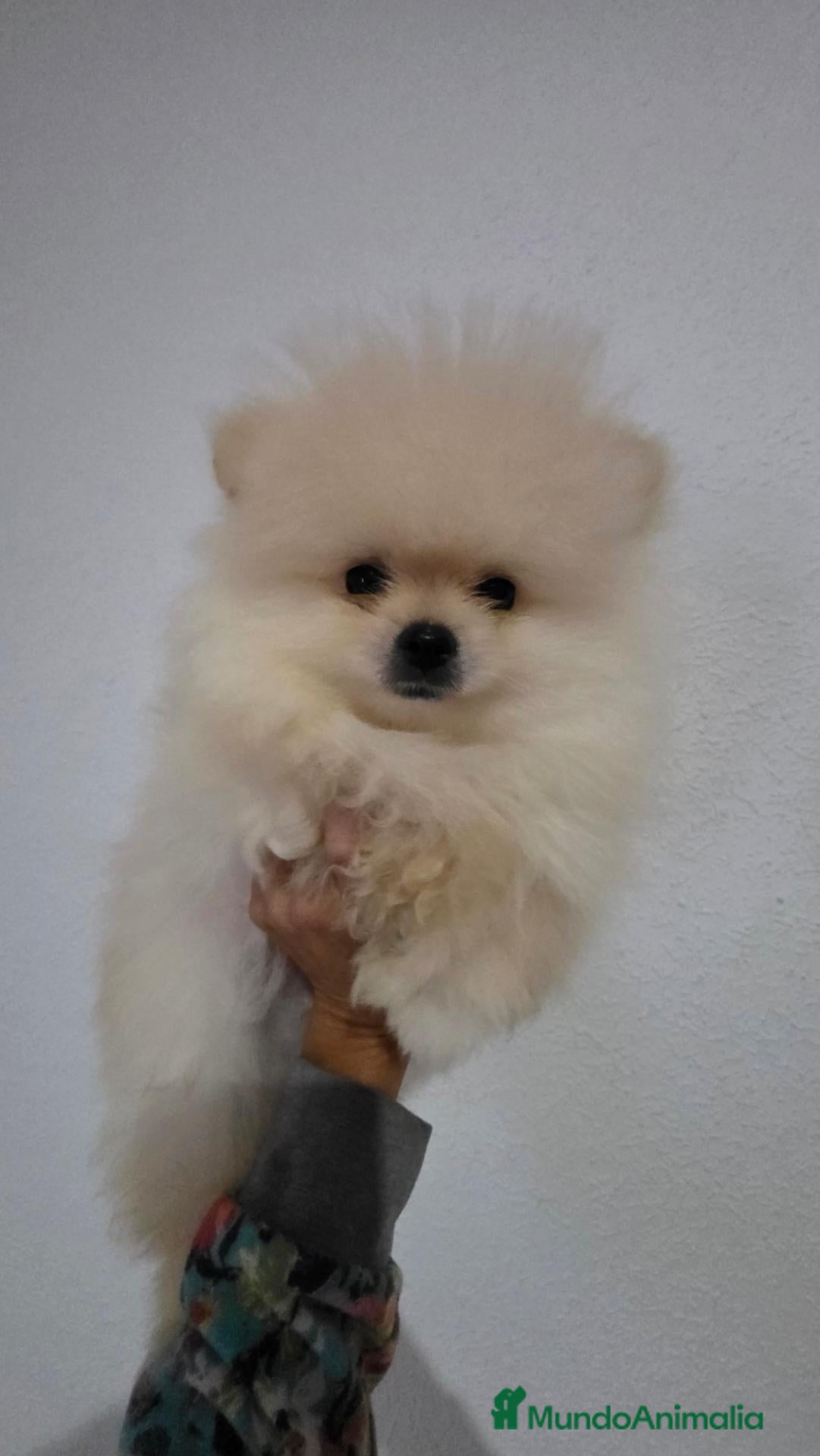 Pomerania perros en venta: Pomerania teddy Benidorm  604370339 - Anuncio 2