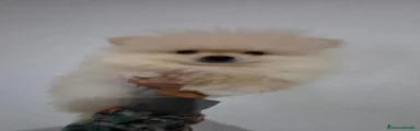 Pomerania 1