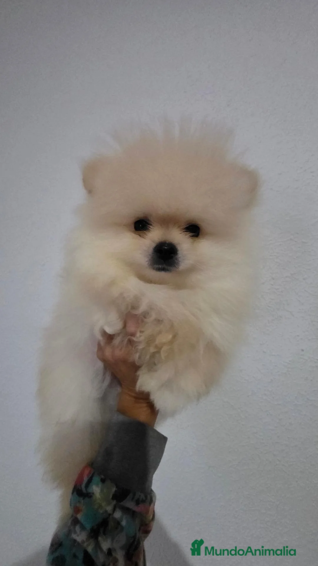Pomerania perros en venta: Pomerania teddy Benidorm  604370339 - Anuncio 1