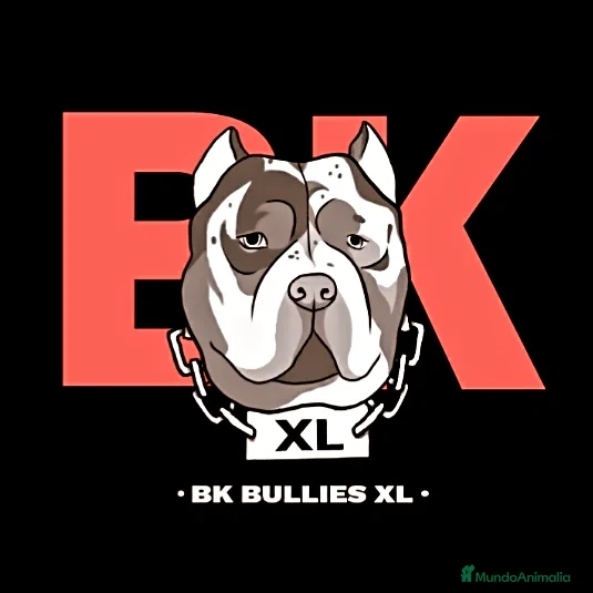 American Bully perros Cachorros American Bully XL disponibles  - Anuncio 1