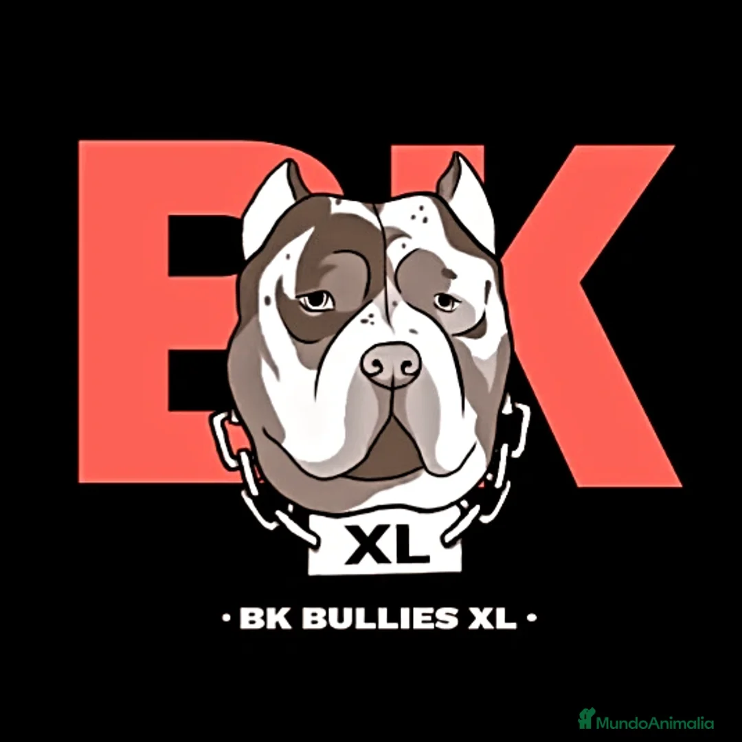 American Bully perros en venta: Cachorros American Bully XL disponibles  en Barcelona - Anuncio 1