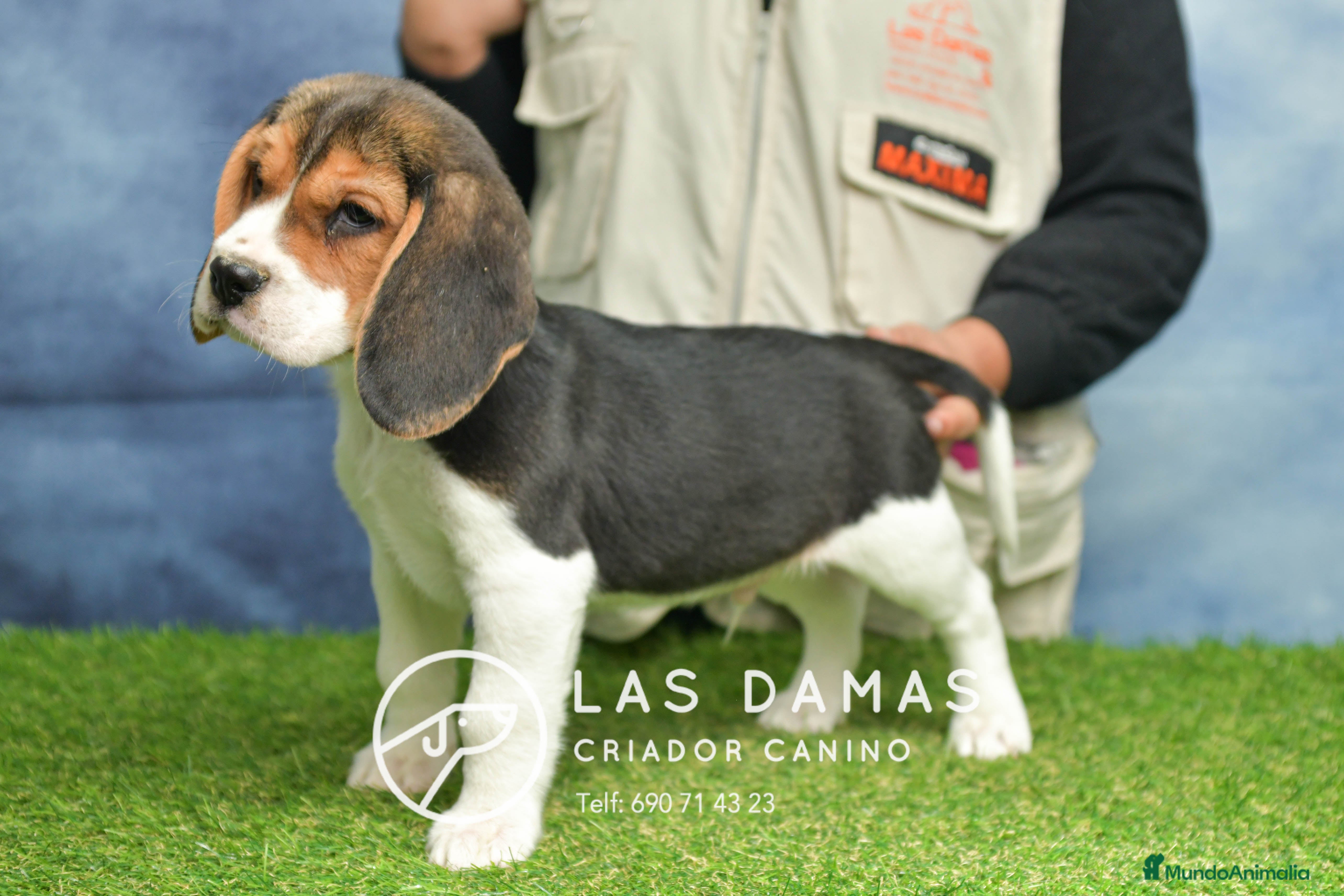 Beagle perros Beagle tricolor, criados con amor - Anuncio 17