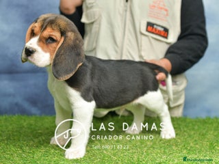Beagle perros Beagle tricolor, criados con amor - Anuncio 6