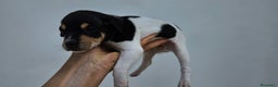 Ratonero Bodeguero Andaluz perros en venta: Ratonero bodeguero andaluz en Cádiz - Anuncio 8