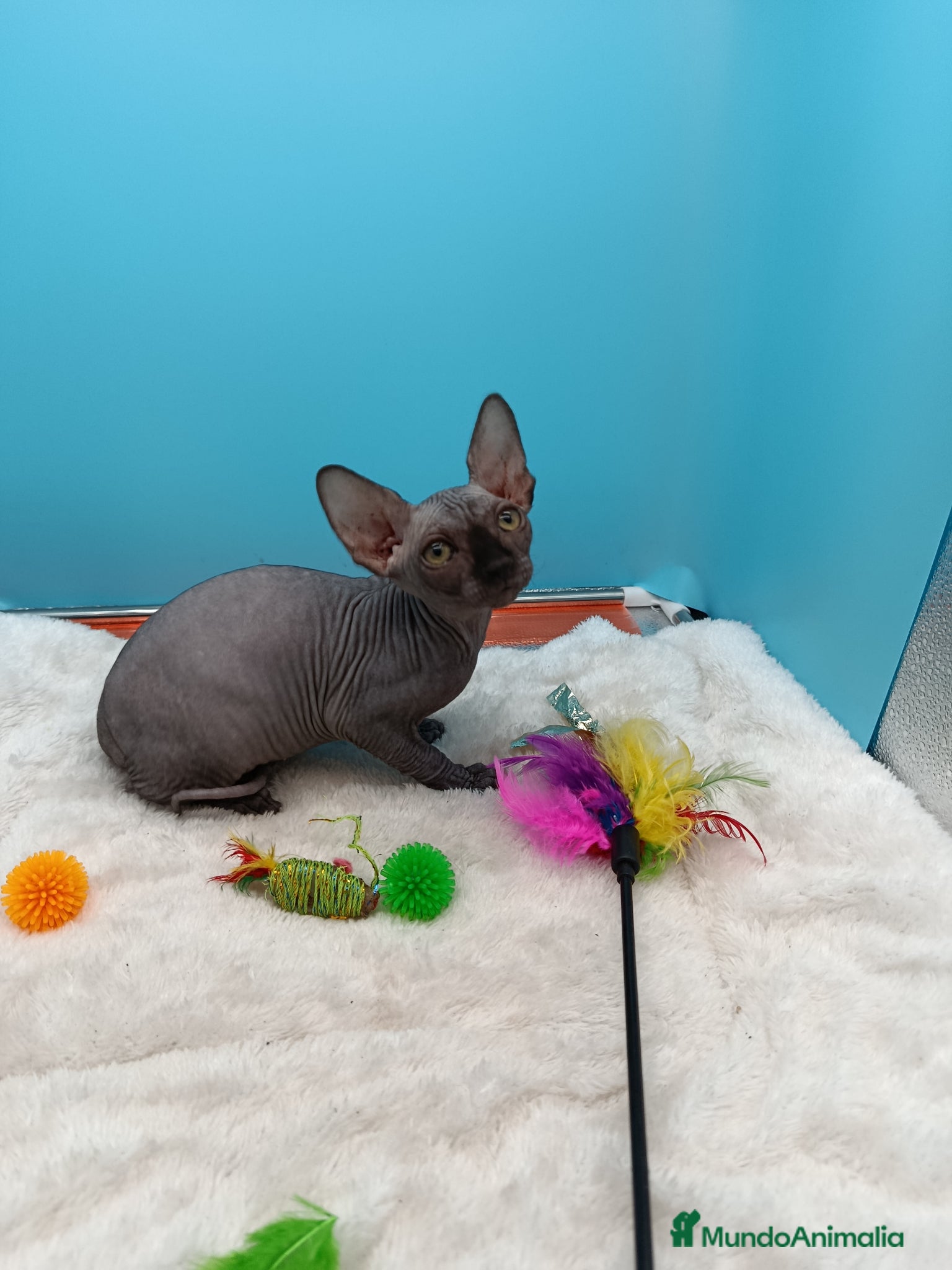 Sphynx gatos en venta: Parejita de Sphynx  - Anuncio 7