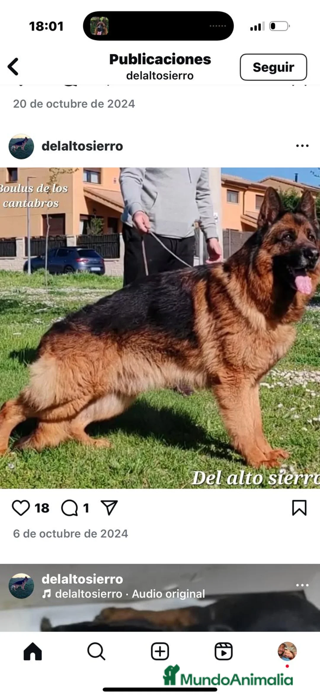 Pastor Alemán perros en venta: Cachorros de pastor alemán. - Anuncio 1