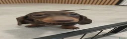 Teckel Miniatura perros en venta: TECKEL MINI DISPONIBLES - Anuncio 3