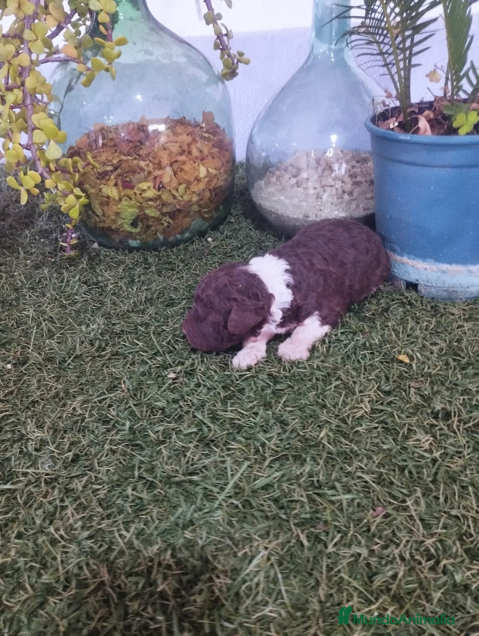 Perro de Agua Español perros Cachorro macho bicolor - Anuncio 1