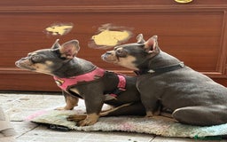 Bulldog Francés perros en venta: Lilac an tan hembra  - Imagen 5