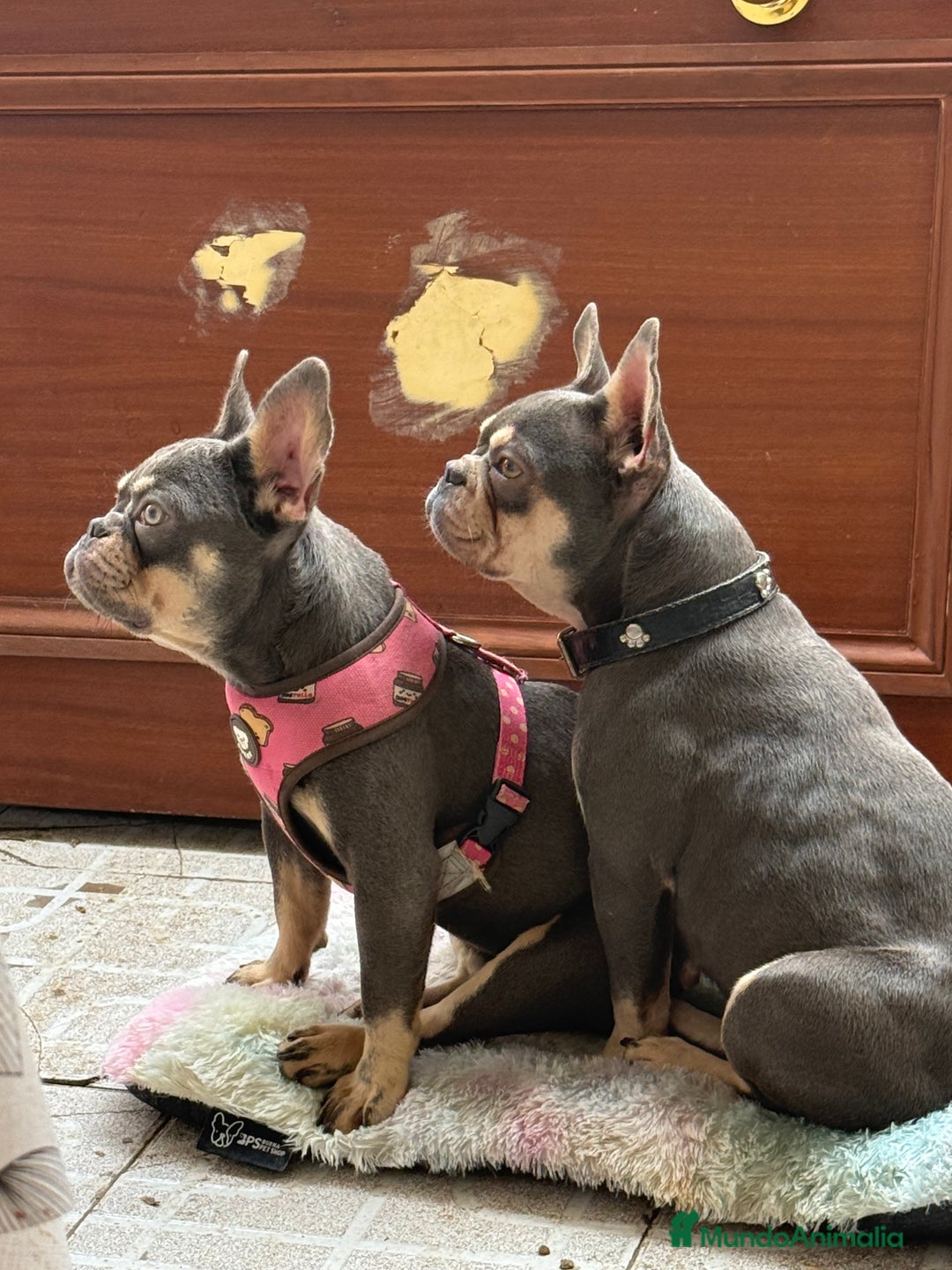 Bulldog Francés perros en venta: Lilac an tan hembra  - Imagen 5