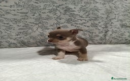 Chihuahua perros en venta: Chihuahua macho toys - Imagen 3