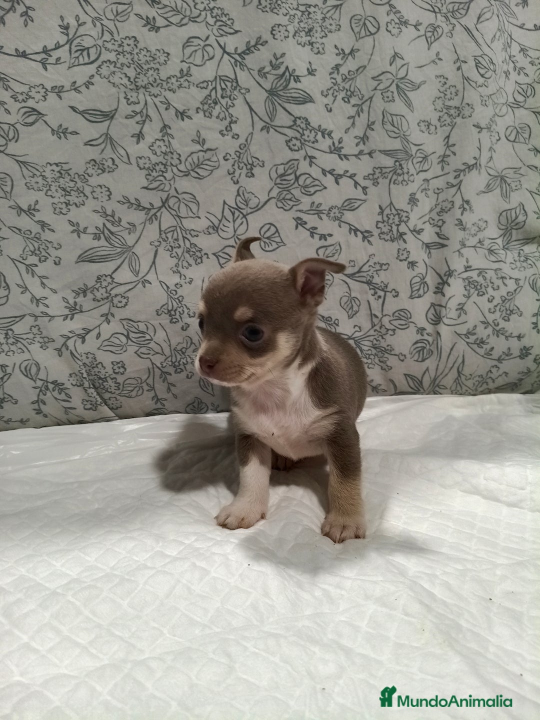 Chihuahua perros en venta: Chihuahua macho toys - Imagen 3