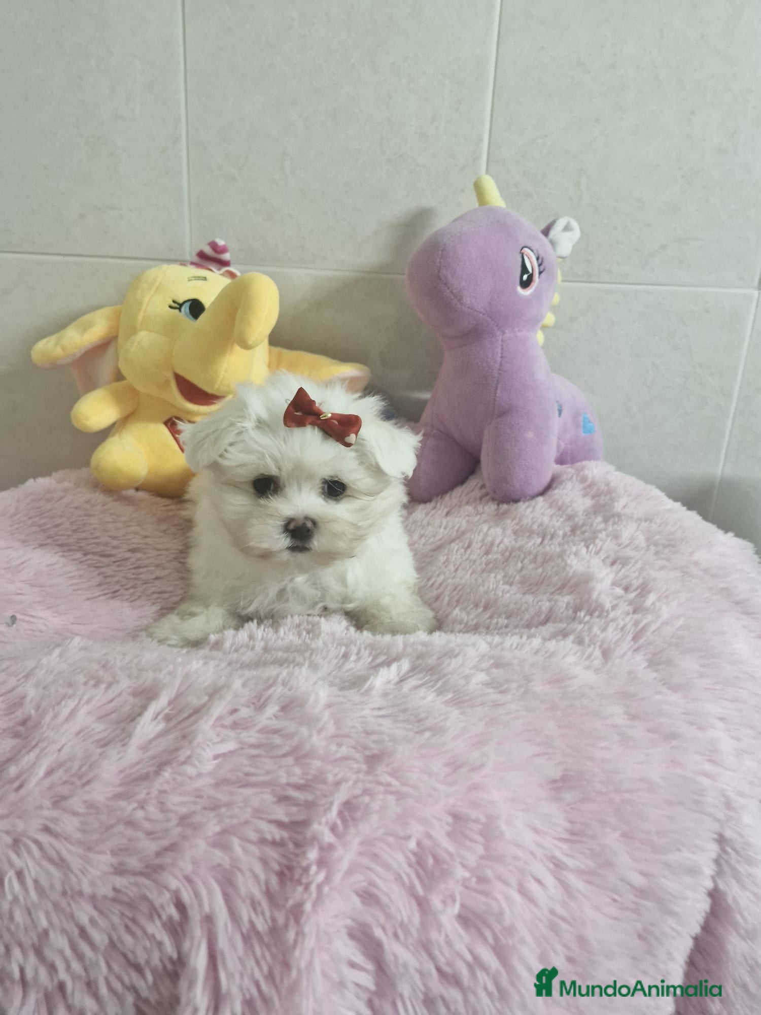 Bichón Maltés perros Bichón Maltés  en Barcelona - Anuncio 2