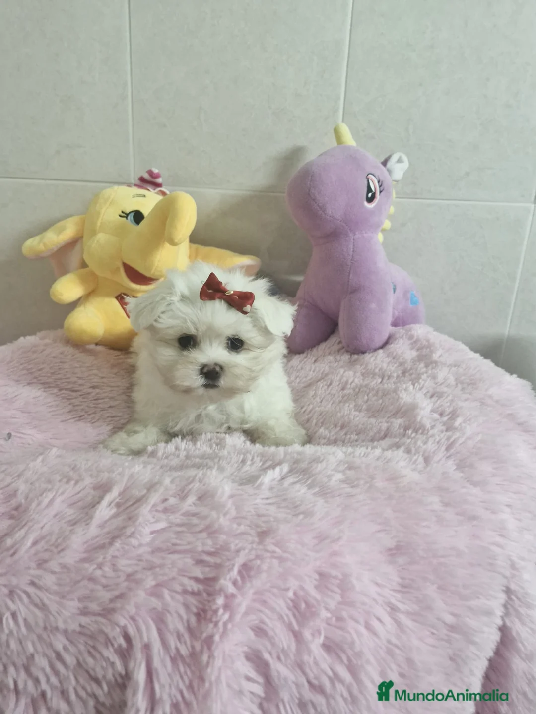 Bichón Maltés perros en venta: Bichón Maltés  en Barcelona - Anuncio 2