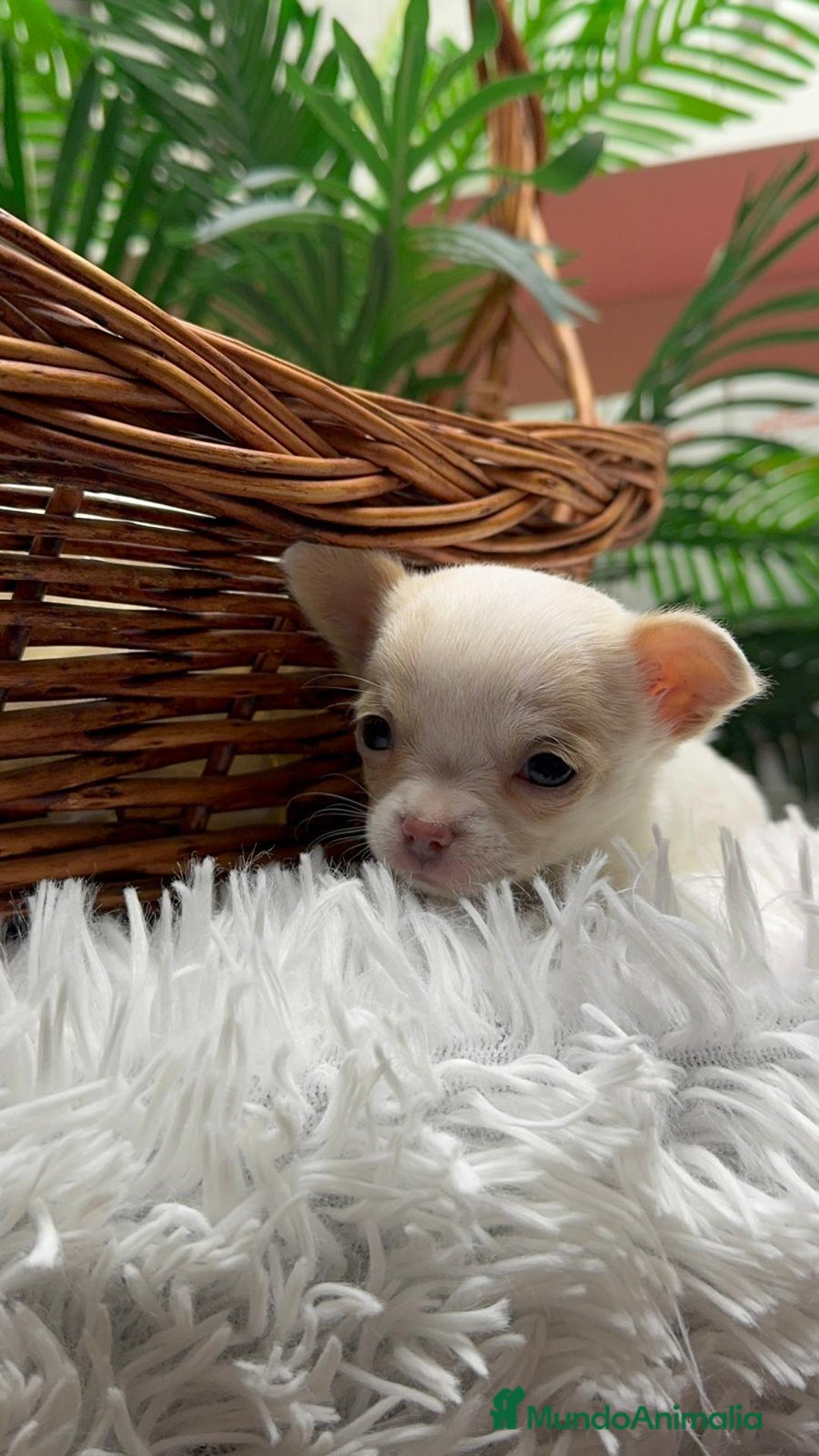 Chihuahua perros en venta: CHIHUAHUA HEMBRA - Anuncio 12