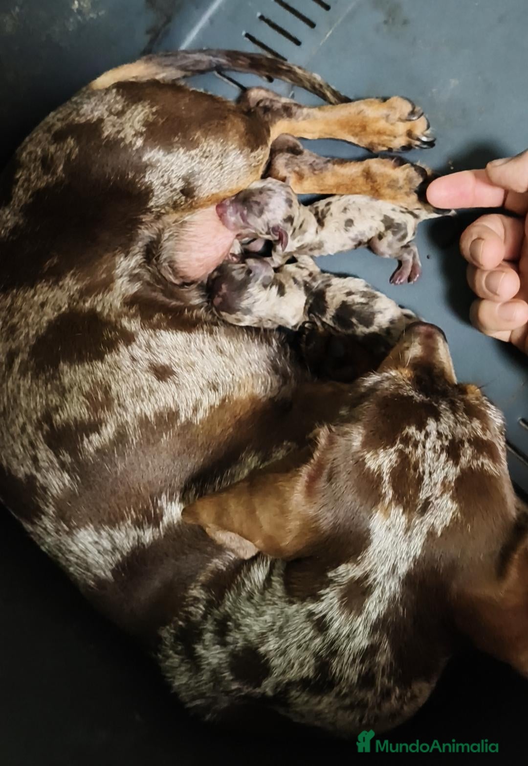 Teckel Miniatura perros Teckel miniatura  - Anuncio 1