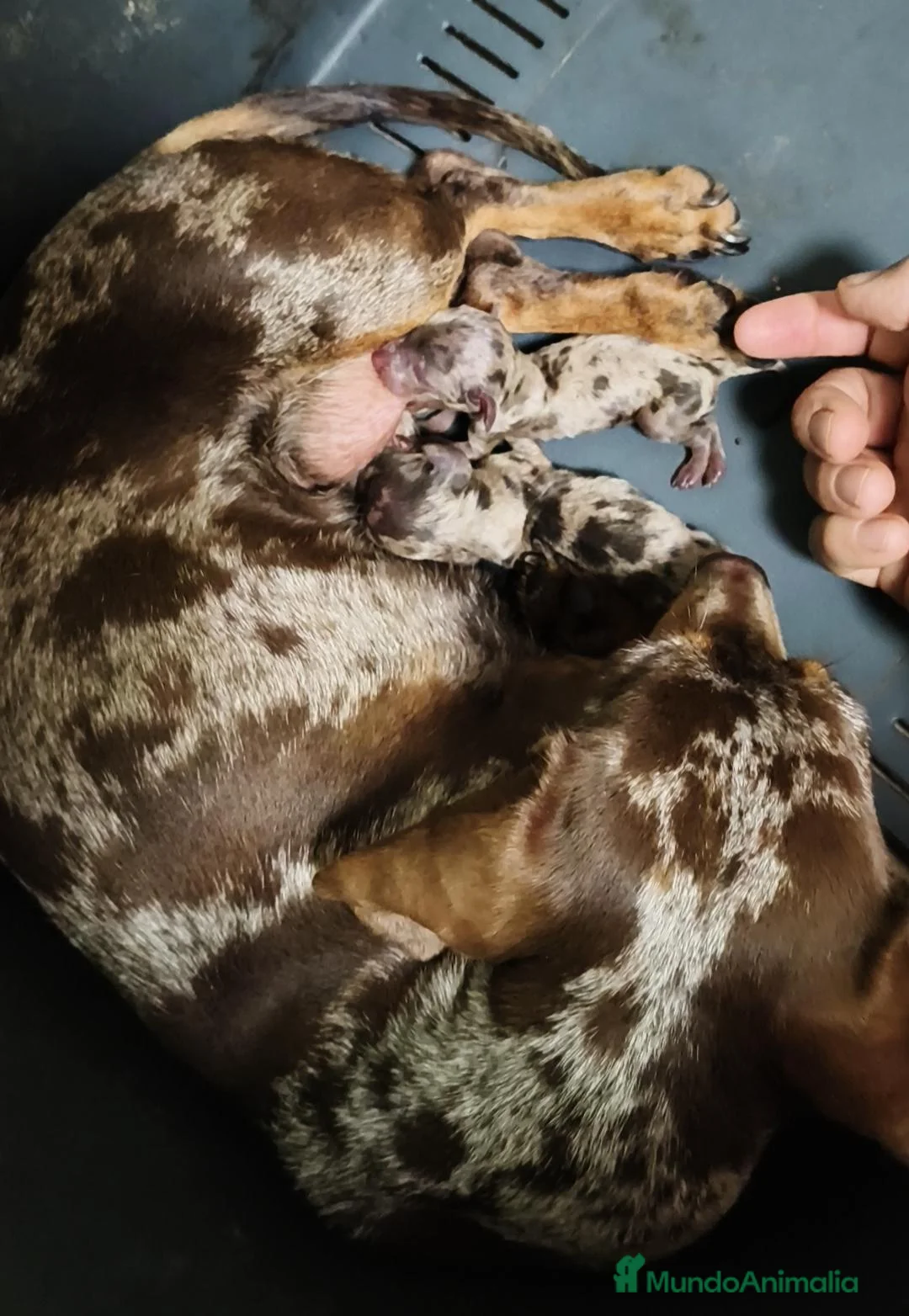 Teckel Miniatura perros en venta: Teckel miniatura  - Anuncio 1