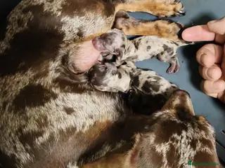 Teckel Miniatura perros Teckel miniatura - Anuncio 1