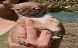 Chihuahua perros en venta: Precioso Chihuahua miniatura  - Imagen 2
