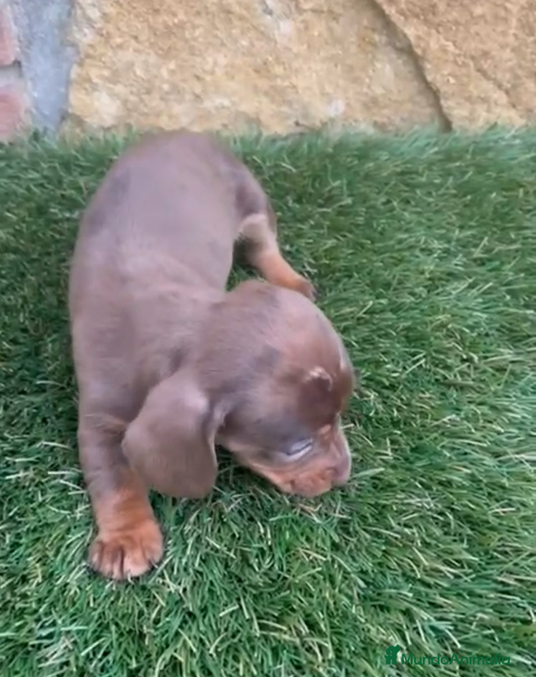 Teckel Miniatura perros en venta: Teckel Mini Arlequin - Anuncio 3