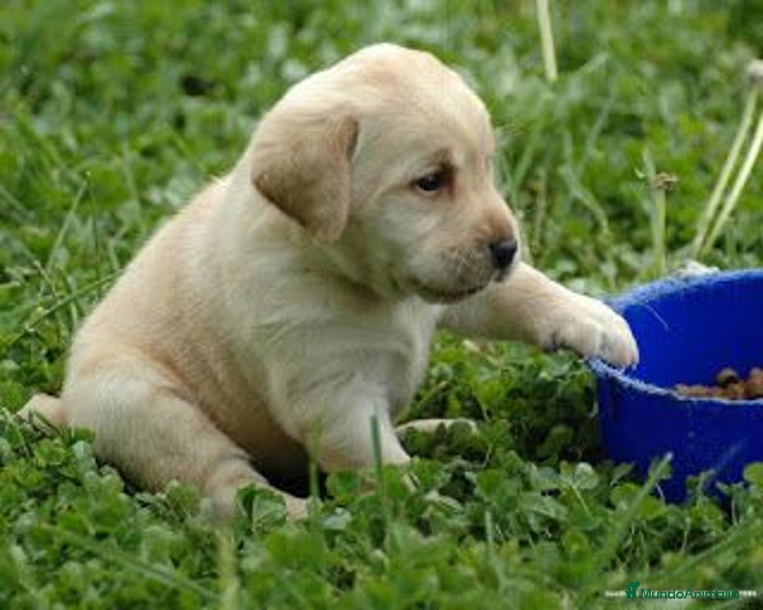 Labrador Retriever perros en venta: labrador 490€ real  - Imagen 2