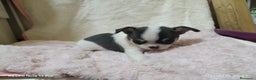 Chihuahua perros en venta: Chihuahua toy  - Anuncio 9