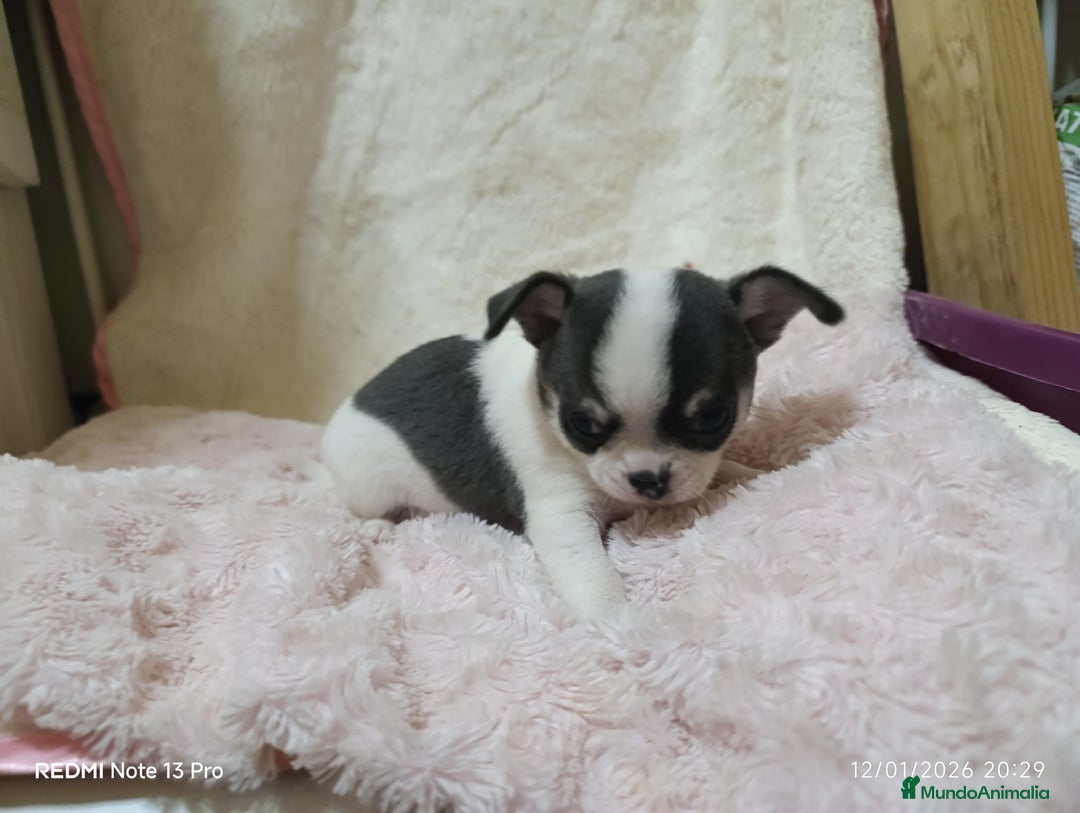 Chihuahua perros en venta: Chihuahua toy  - Anuncio 9