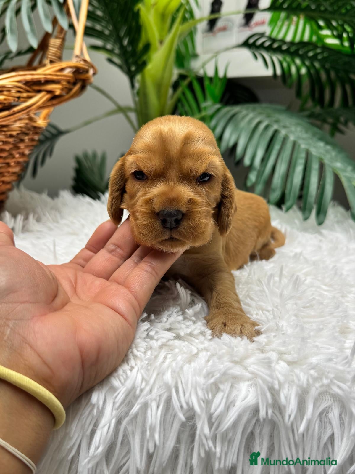 Cocker Spaniel Inglés perros en venta: COCKER SPANIEL INGLES - Anuncio 5