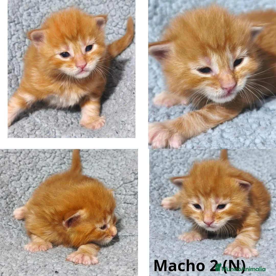 Maine Coon gatos en venta: Camada de Maine Coon - Anuncio 1