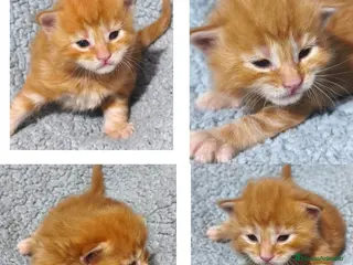 Maine Coon gatos Camada de Maine Coon - Anuncio 3