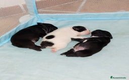 Bulldog Francés perros en venta: Bulldog hembras negras para Navidad  - Imagen 1