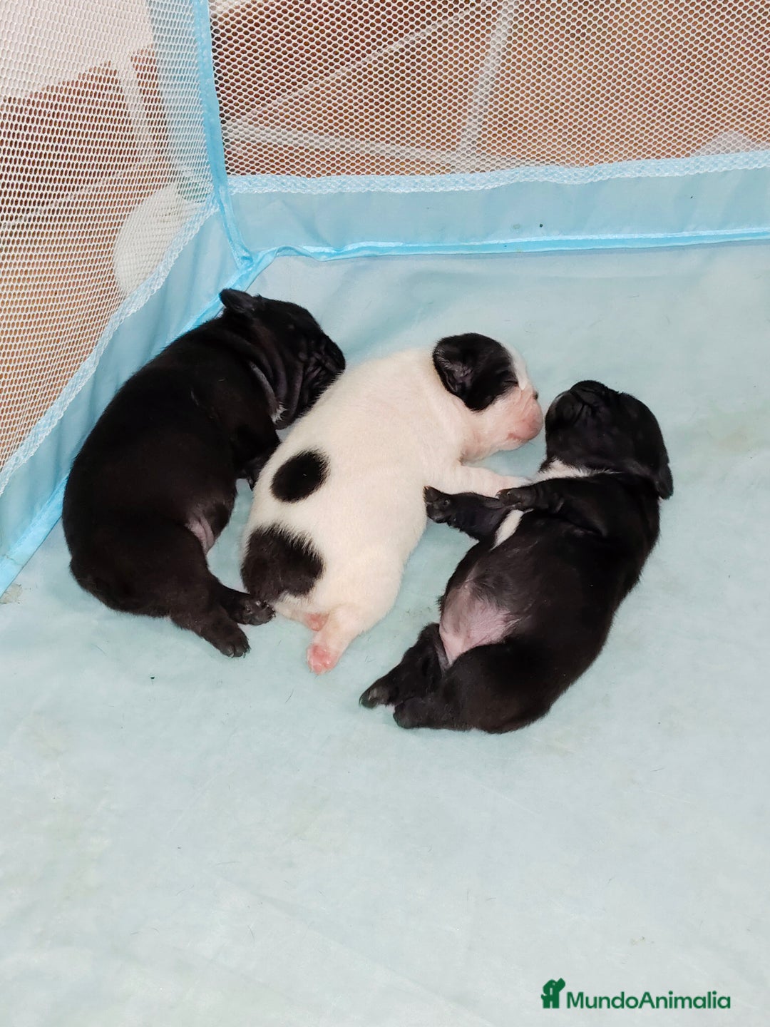 Bulldog Francés perros en venta: Bulldog hembras negras para Navidad  - Imagen 1