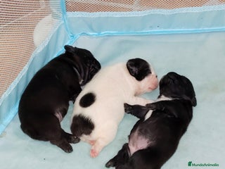 Bulldog Francés perros - Anuncio 3