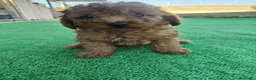 Caniche Toy perros en venta: 🐩  Cachorros Caniche Toy  🐾 - Anuncio 4
