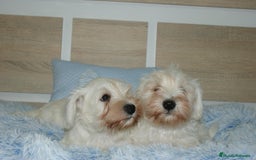 Pinscher Miniatura perros en venta: CACHORRITOS DE SCHNAUZER MINIATURA  - Imagen 21