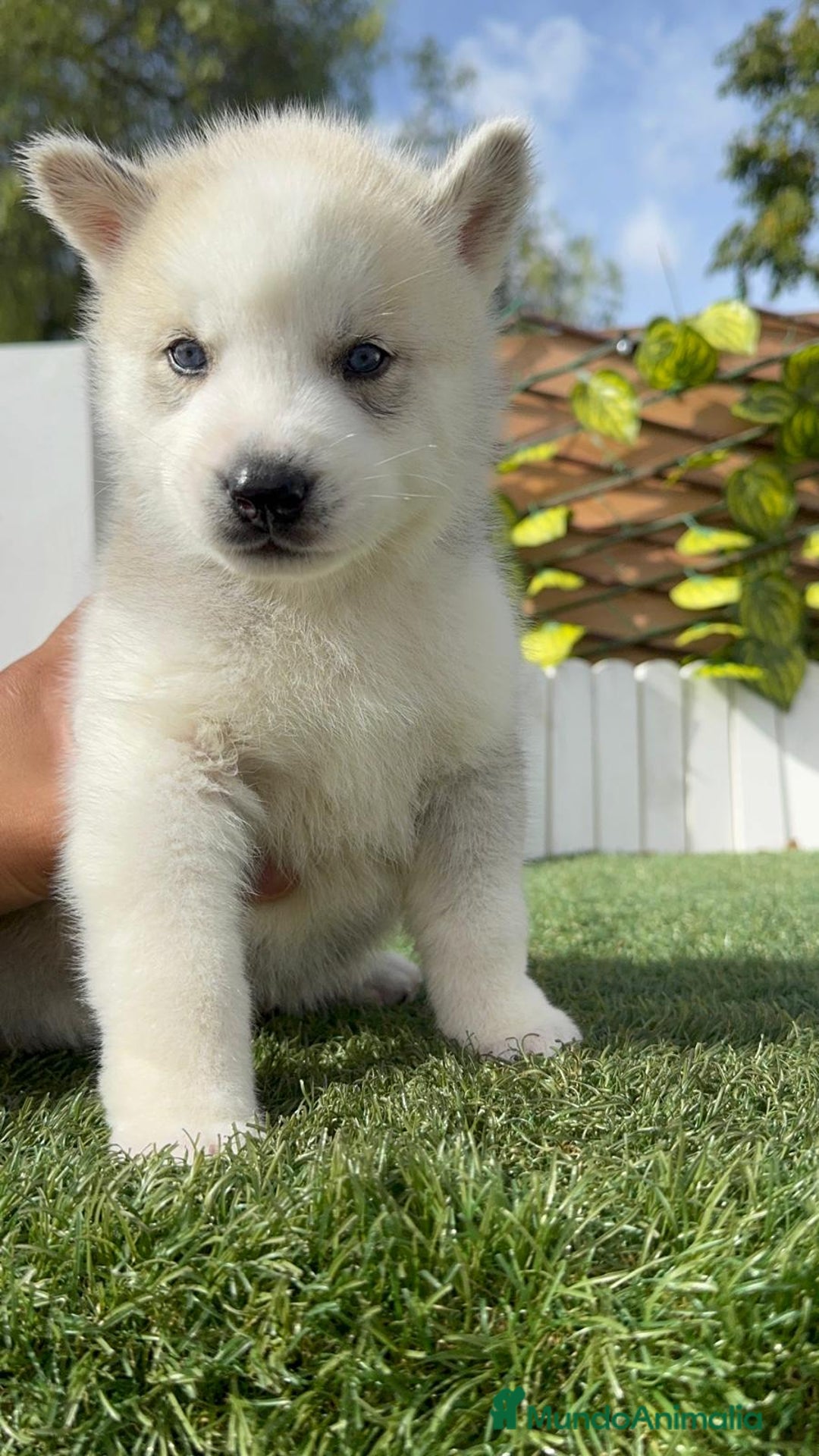 Husky Siberiano perros en venta: HUSKY SIBERIANO - Anuncio 7