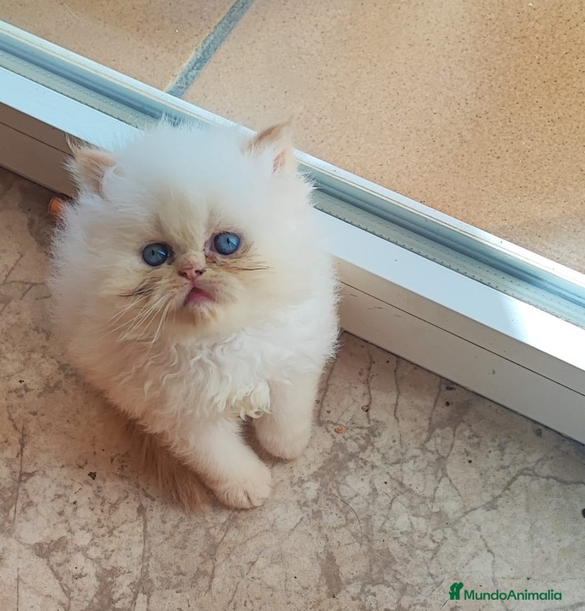 Persa gatos Persa himalayo red point - Anuncio 28