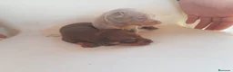 Ratón de Praga perros en venta: Cachorro de ratón de Praga  - Anuncio 10