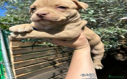 American Bully perros en venta: American bully standar  - Imagen 2