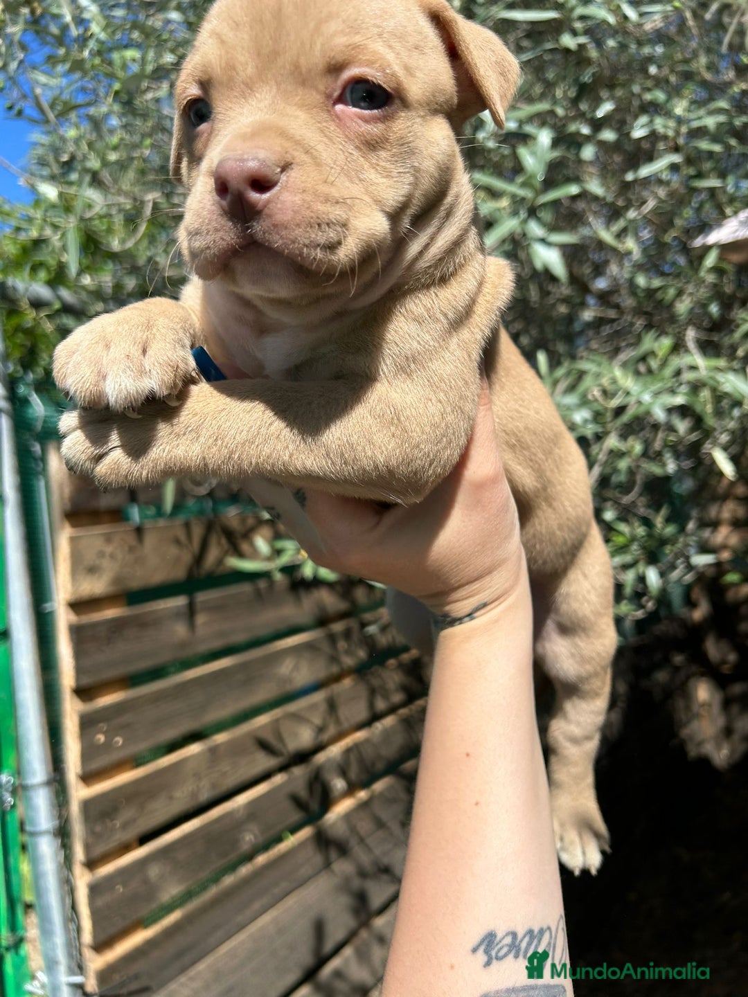 American Bully perros en venta: American bully standar  - Imagen 2