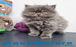 Persa gatos en venta: Persa Macho 9000 - AQUANATURA en Barcelona - Imagen 2