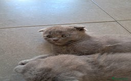 Británico de Pelo Corto gatos en venta: BRITISH PURA RAZA  - Imagen 5
